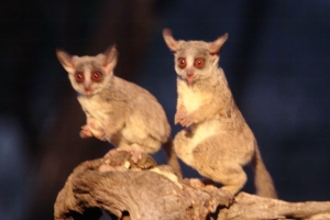 bushbabies