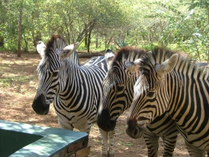 Zebras